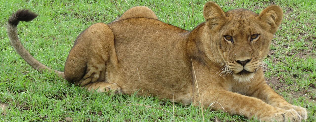 Queen Elizabeth Pvt Lodge Kichwamba エクステリア 写真