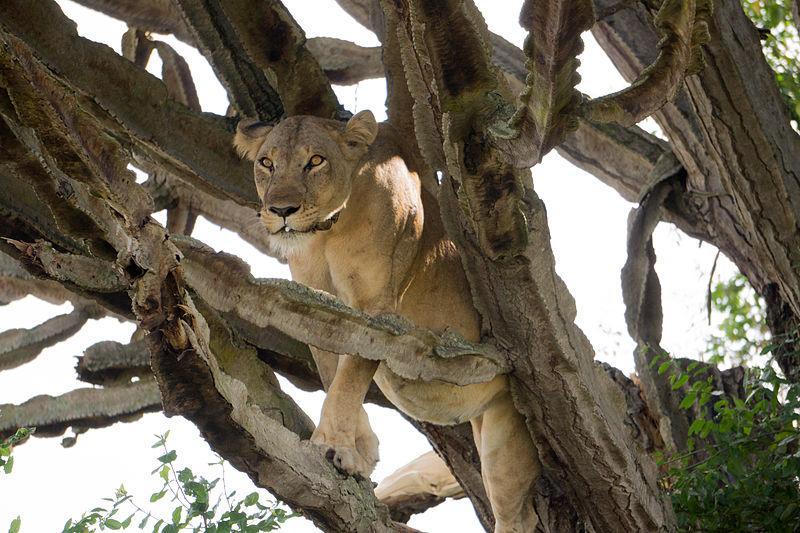 Queen Elizabeth Pvt Lodge Kichwamba エクステリア 写真
